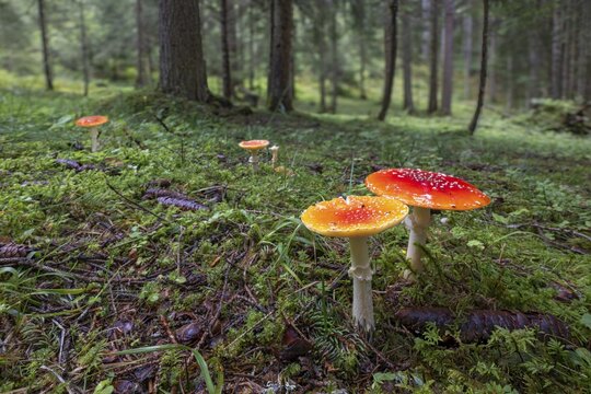 Red fly agaric (Amanita muscaria), Pillberg, Pill, Tyrol, Austria