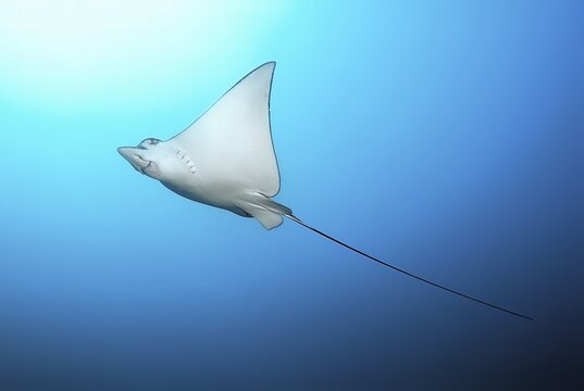 Underwater photo of underside of eagle ray (Myliobatis aquila) with long tail swimming through open water blue sea top left sun, Indian Ocean, Pacific Ocean, Maldives