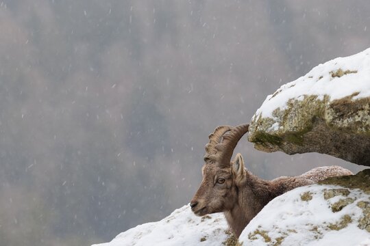 A young female ibex (Capra ibex) rests between rocks in the snowstorm. A forest can be seen dimly in the background. Carinthia, Austria