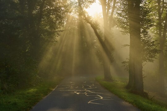 Forest road at sunrise, rays of light break through the trees in a foggy atmosphere, Gro&szlig;heubach, Miltenberg, Spessart, Bavaria, Germany
