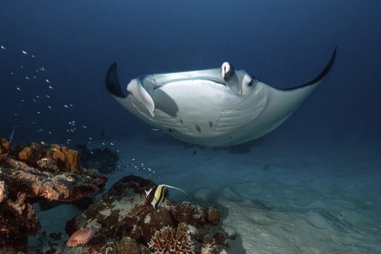Underwater photo of reef manta ray (Manta alfredi) Manta, devil ray, winged ray, reef manta, plankton eater, hovers over cleaning station in coral reef, Pacific, Indo-Pacific, Republic of Palau, Micronesia, Australia, Oceania