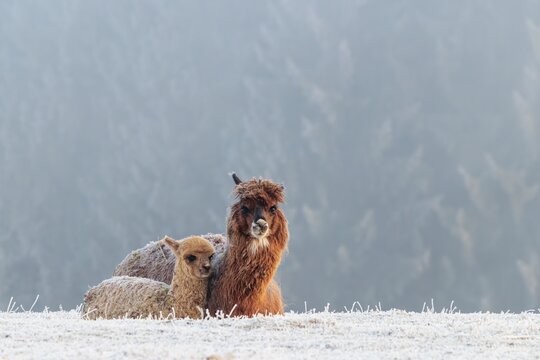 Alpaca (Vicugna pacos), mother and her young, brown animal, white animal, adult animal, female animal, resting, side by side, frost-covered meadow, hilly terrain, forest, fog, winter, snow, minus 15 &deg;C, farm animal, Slovakia