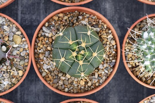 Top view of small 'Ferocactus Emoryi Ionis Rectispinus' cactus in flower pot with stones. Also called 'Fishhook Cactus'