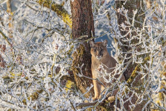 An adult female cougar (Puma concolor) sits high up in a frost-covered oak tree on a sunny, cold winter day. Captive