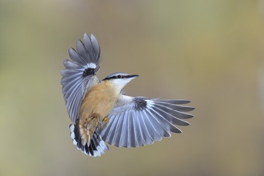 Nuthatch (Sitta europaea), in flight, side flight view, wildlife, hight speed photo, nature photography, animals, birds, Siegerland, North Rhine-Westphalia, Germany