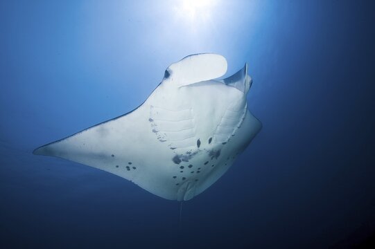 Backlit photograph of giant ray (manta ray) plankton eater swimming through open sea blue water, Pacific Ocean, Yap Island, Yap State, Caroline Islands, FSM, Federated States of Micronesia, Australia, Oceania