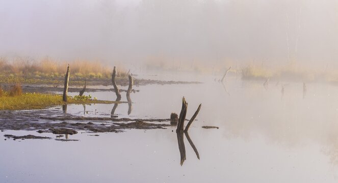 Early morning fog, landscape in and around Wittmoor, Norderstedt, Schleswig-Holstein, Germany