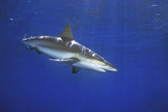 Caribbean Reef Shark (Carcharhinus perezi) Predatory fish swimming close to the surface, Caribbean Bahamas