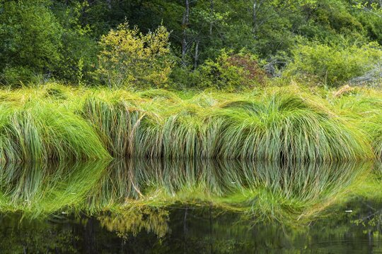 Stump sack sail (Carex paniculata), sour grasses (Poaceae), Moosbachtal, Dahn, Dahner Felsenland, Pfl&auml;zerwald, Rhineland-Palatinate, Germany