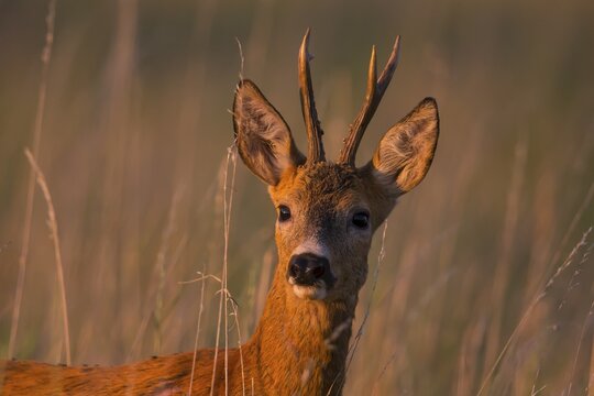 Roe deer (Capreolus capreo&ouml;us) Buck Germany