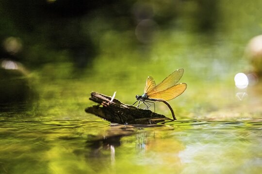 A female blue-winged damselfly (Calopteryx virgo (Linnaeus, 1758) sits on a branch and lays her eggs, surrounded by shining water and sunbeams, Melle, Lower Saxony, Germany