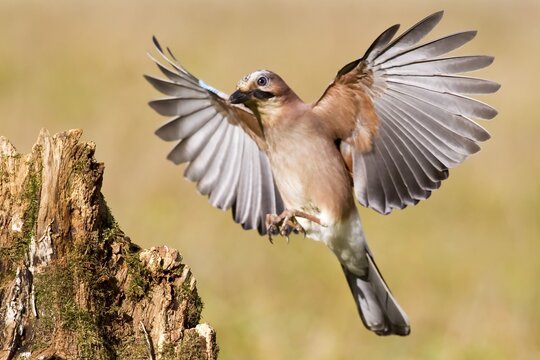 Eurasian jay (Garrulus glandarius) Germany