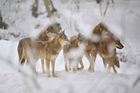 A pack of five wolves shows vigilant and attentive in the snowy forest, winter, wolf (Canis lupus), Germany