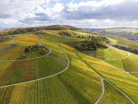 Wavy vineyards in autumn colors stretch across green hills, autumn, Sch&uuml;tzenh&uuml;ttle-Donkey, near Str&uuml;mpfelbach im Remstal, Rems-Murr-Kreis, Baden-W&uuml;rttemberg, Germany