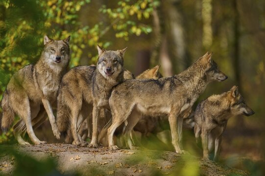 Pack of wolves standing together in autumn forest on a hill, Wolf (Canis lupus), Germany