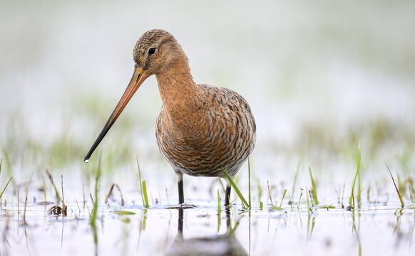 A black-tailed godwit (limosa limosa) standing in the water in a meadow, calm and attentive, D&uuml;mmer nature park Park, Lower Saxony, Germany