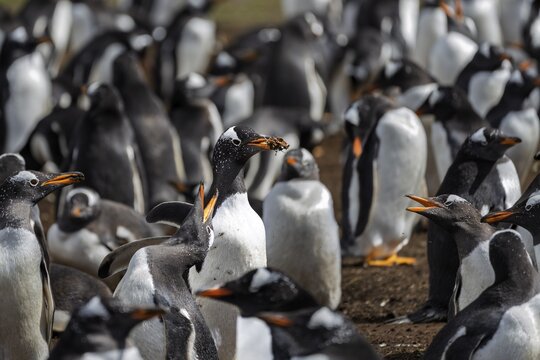 Gentoo penguin (Pygoscelis papua), adult bird with nesting material in its beak in the middle of the colony, calling conspecifics, Volunteer Point, East Falkland, Falkland Islands