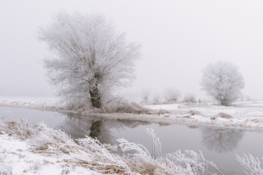 Wintery willow with hoarfrost in Ochsenmoor near D&uuml;mmer, H&uuml;de, Lower Saxony, Germany