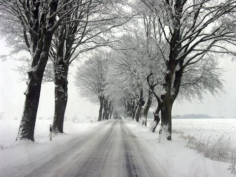 Winter linden avenue (Tilia) on a federal road, Mecklenburg-Western Pomerania, Germany