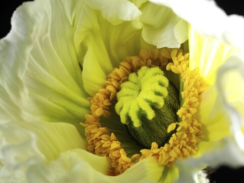 Yellow poppy flower, Altaic poppy, Iceland poppy (Papaver nudicaule) Close-up, studio shot