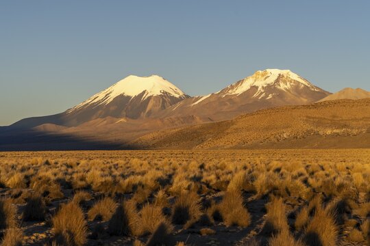 Snow-capped volcanoes Parinacota and Pomerape at dawn, Sajama National Park, Puna vegetation, Curahuara de Carangas, Departamento Oruro, Bolivia
