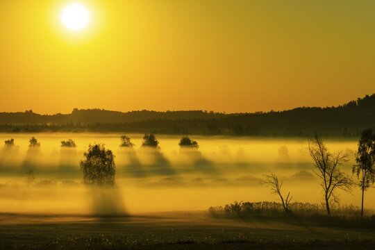 Early morning fog over the moor, birch (Betula), birch family (Betulaceae), sunrise fog, Pfrungen, Pfrunger-Burgweiler Ried, Baden-Wuerttemberg, Germany