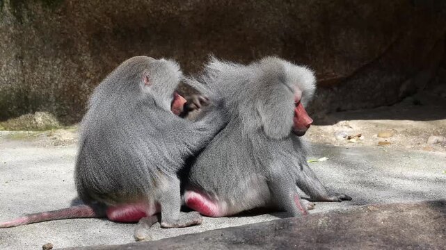 Hamadryas baboon, papio hamadryas, sitting together and grooming each other. Papio hamadryas is a species of baboon
