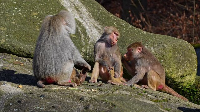Hamadryas baboon, papio hamadryas, sitting together and grooming each other. Papio hamadryas is a species of baboon