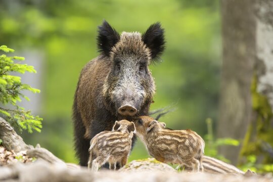 Wild boar (Sus scrofa) mother with her piglets (Squeaker) in a forest, Bavaria, Germany