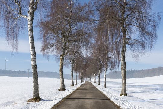 Snowy avenue flanked by bare trees, stretches under blue sky, birch trees, Swabian Jura, Baden-W&uuml;rttemberg, Germany