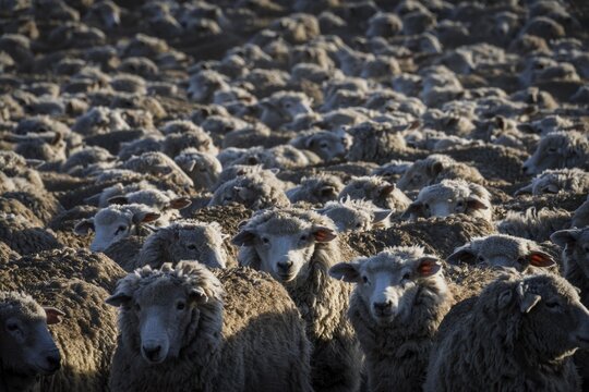 Domestic sheep (Ovis gmelini aries), large herd densely packed in the morning light on an estancia, Tierra del Fuego, Argentina