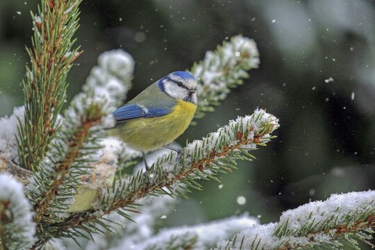 Blue tit (Cyanistes caeruleus) sitting on a snow-covered fir branch, Arnsberg, North Rhine-Westphalia, Germany