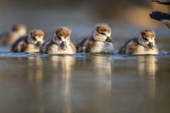 Egyptian goose (Alopochen aegyptiaca) chicks swimming on a lake, Bavaria, Germany