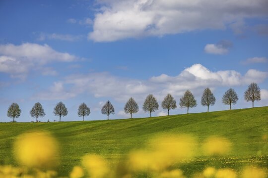 Row of trees on a hill in spring. Landscape on the edge of Sch&ouml;nbuch near Waldenbuch. Waldenbuch, Baden-W&uuml;rttemberg, Germany
