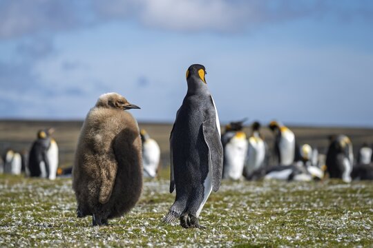 King penguin (Aptenodytes patagonicus), adult bird and chick in brown dun plumage standing next to each other, colony in the background, Volunteer Point, Falkland Islands