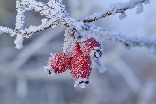 Red rose hip berries on a frost-covered branch in a wintery atmosphere, hoarfrost, winter, Urphar, Wertheim, Main-Tauber district, Baden-W&uuml;rttemberg, Germany