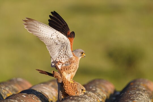Pair of lesser kestrels (Falco naumanni), copula on the roof of an abandoned finca, Extremadura, Spain