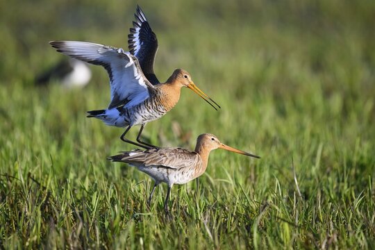 Two black-tailed godwits (Limosa limosa) standing in a meadow in front of mating copula, the male bird has spread his wings and lands on the back of the female bird, D&uuml;mmer nature park Park, Lower Saxony, Germany