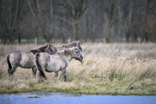 Konik's wild horses stand near a watercourse surrounded by winter grasses, D&uuml;mmer nature park Park, Lower Saxony, Germany