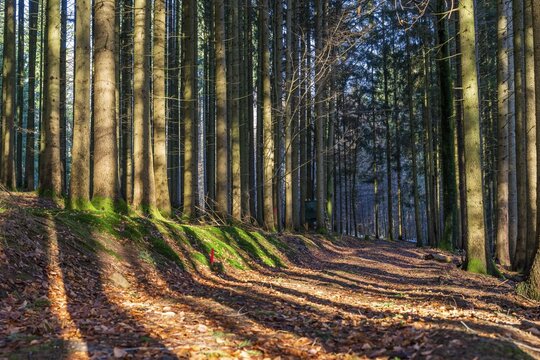 Moss-covered forest in winter mood in the Schurwald, Baden-W&uuml;rttemberg, Germany. Peaceful natural scenery with soft winter light, mossy tree trunks, and a quiet woodland atmosphere &ndash; ideal for themes of nature, tranquility, and seasonal change