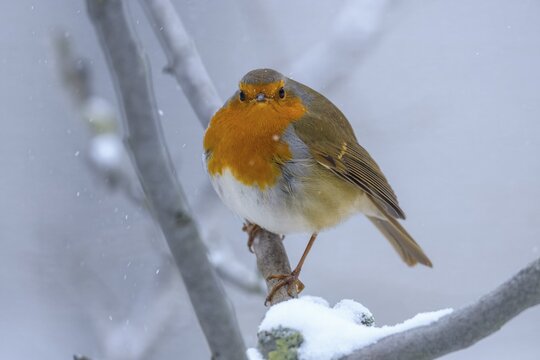 A robin (Erithacus rubecula) (Erithacus rubecula) on a snow-covered branch, looking directly into the camera, D&uuml;mmerniederung nature park Park, Lower Saxony, Germany