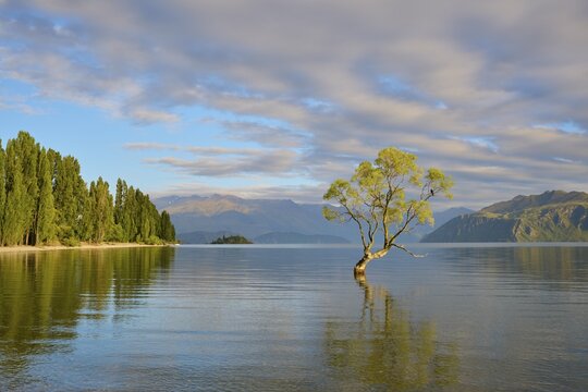 Single tree in calm lake with trees on shore and mountains, peaceful, summer, Lake Wanaka, Wanaka, Otago, South Island, New Zealand