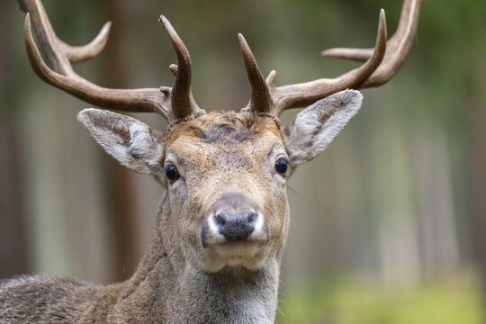 European fallow deer (Dama dama) buck, portrait, in a forest in autumn, Bavaria, Germany