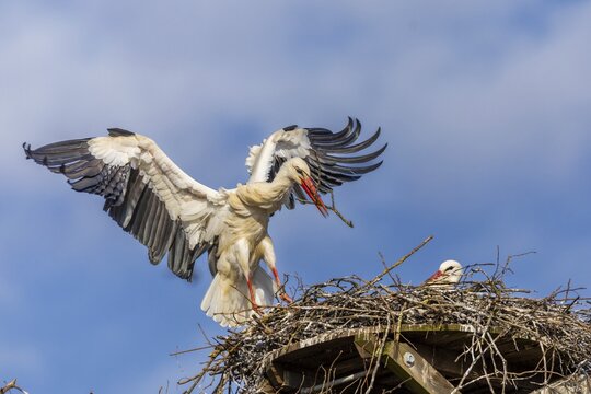 White stork (Ciconia ciconia), landing on the nest with nesting material in its beak, Affenberg, Salem, Lake Constance region, Baden-W&uuml;rttemberg, Germany