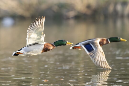 Wild duck (Anas platyrhynchos) male flying over a lake, Bavaria, Germany