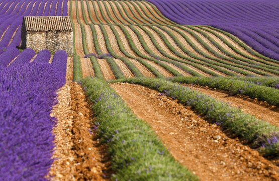 Natural stone hut in a lavender field on the Palteau de Valensole, Alpes-de-Haute-Provence, Provence, France