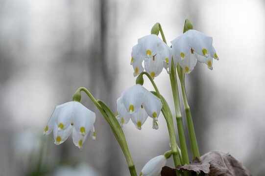 Spring-flowering spring geophytes in a beech forest, close-up of white spring snowflakes with blurred background, M&uuml;nsterland, North Rhine-Westphalia, Germany