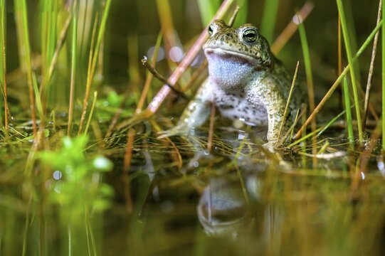 A natterjack toad (Bufo calamita) sits in the water in its spawning pool, surrounded by bulrushes (Juncus effusus), reflected in the clear pond, D&uuml;mmer nature park Park, Lower Saxony, Germany