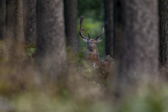 At first glance it looks as if the antlers of this fallow deer (Dama dama) have broken off, but in fact they have grown like this, abnormal, autumn, rut, fallow deer rut, October, Germany