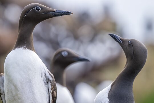 Two ringed guillemots and a common guillemot (Uria aalge) standing together in a communicative pose, Hornoya, Vard&oslash;, Finnmark, Norway